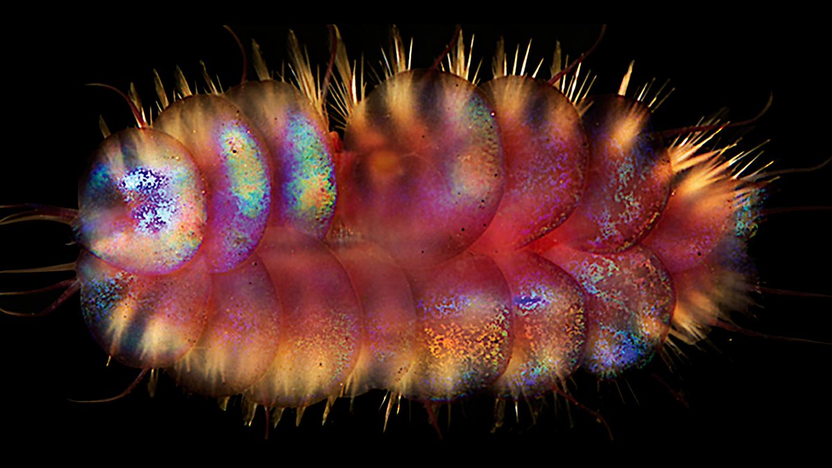 BUTT LIGHT! Some deep-sea fish literally shine light out of their butts. And the glitter on glitter worms may actually deter predators by creating a beautiful butt-light reflection so bright it temporarily blinds them! You can read more about it here:  https://www.insidescience.org/news/new-worm-species-jewel-scales-discovered-deep-ocean-darkness