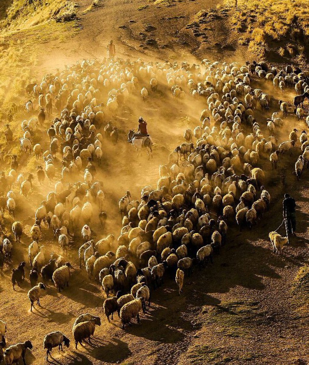 turkeypgraphers's tweet photo. "Shepherds and herds" 

~

📸: Mustafa Kılıç
(Ig: https://t.co/MwqCZC8o9d) https://t.co/xJS7f4x6WO