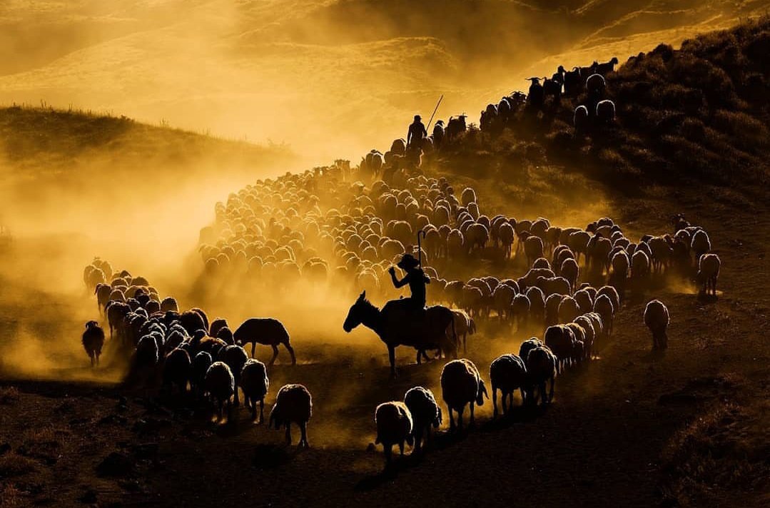 turkeypgraphers's tweet photo. "Shepherds and herds" 

~

📸: Mustafa Kılıç
(Ig: https://t.co/MwqCZC8o9d) https://t.co/xJS7f4x6WO