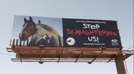 Anderhardt's tweet photo. #DailyReminderThatWildHorsesShouldBeRunningFree #horses #StopTheRoundUps #ReinInBLM #AmericaCapturesShipsAndKillsWildHorsesAndIcare #BanHorseSlaughter #HorsesAreNotAnIngredient #IfYouDontStandUpForMustangsWhoWill #KeepThemWild #KeepItPublic #WednesdayMotivation #WednesdayVibes https://t.co/UiH58YrJKE