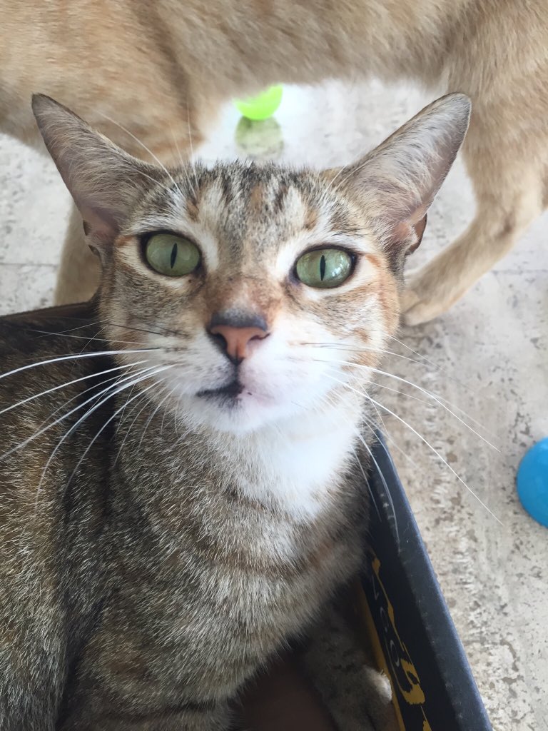 kittyobsessee's tweet photo. Shock https://t.co/iVK7L7dOdf