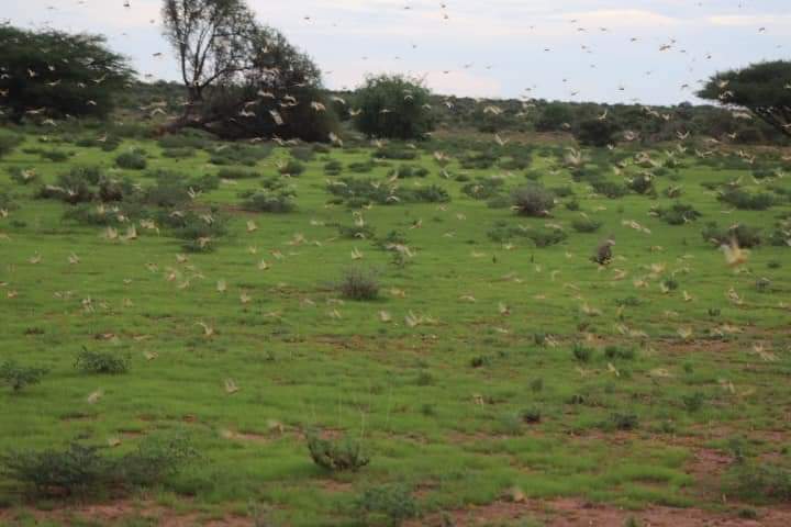 FOOREDEVELOPME1's tweet photo. A live threatening swarm of locusts in #Talex &amp; #Hudun where we recently distributed @wfp relief food. The resident mainly depend on livestock and small scale farming. Situation in Sool province now not favourable. @USAIDSomalia @WFPSomalia @AmorAlmagro @NadforSLand2018 https://t.co/sKE2thwssN