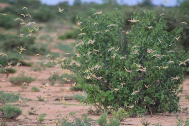 FOOREDEVELOPME1's tweet photo. A live threatening swarm of locusts in #Talex &amp; #Hudun where we recently distributed @wfp relief food. The resident mainly depend on livestock and small scale farming. Situation in Sool province now not favourable. @USAIDSomalia @WFPSomalia @AmorAlmagro @NadforSLand2018 https://t.co/sKE2thwssN