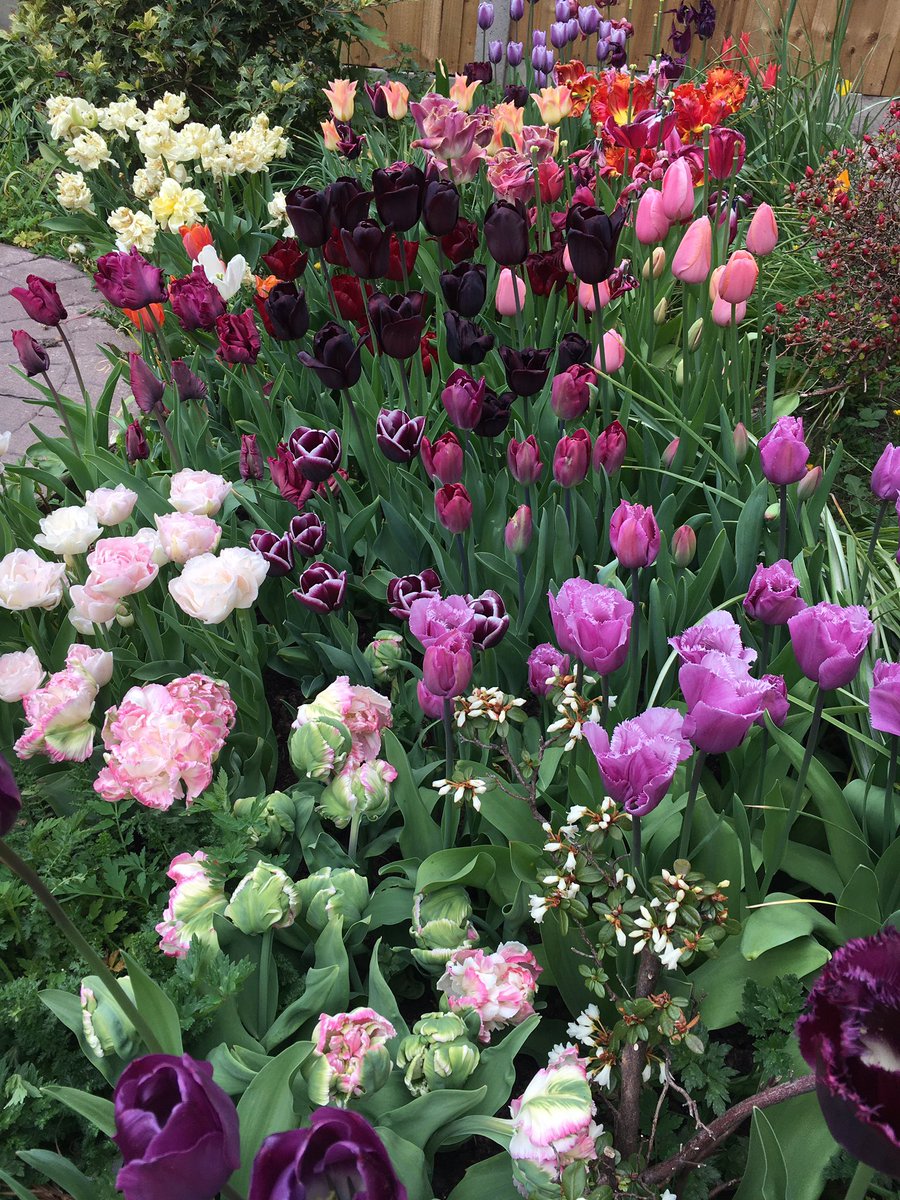 My own little keukenhoff