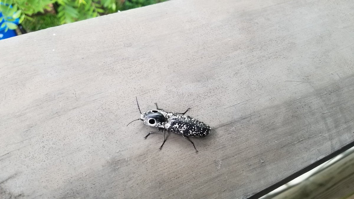 Harold Pulcher(MVP) tweet media