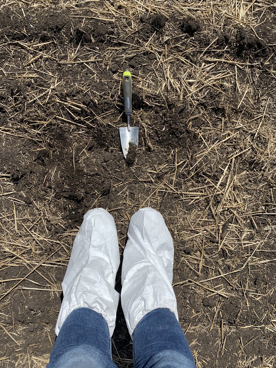 MelArcher92's tweet photo. What’s your clubroot protocols look like?
#plant20 #greenpeas #clubroot https://t.co/ogS7uW2C75
