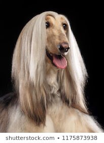 EggN0odle's tweet photo. I swear this is what I look like when I comb my hair https://t.co/g2ivvvhlhQ