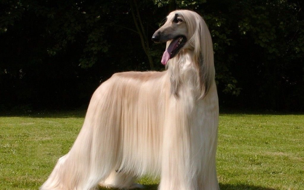 EggN0odle's tweet photo. I swear this is what I look like when I comb my hair https://t.co/g2ivvvhlhQ