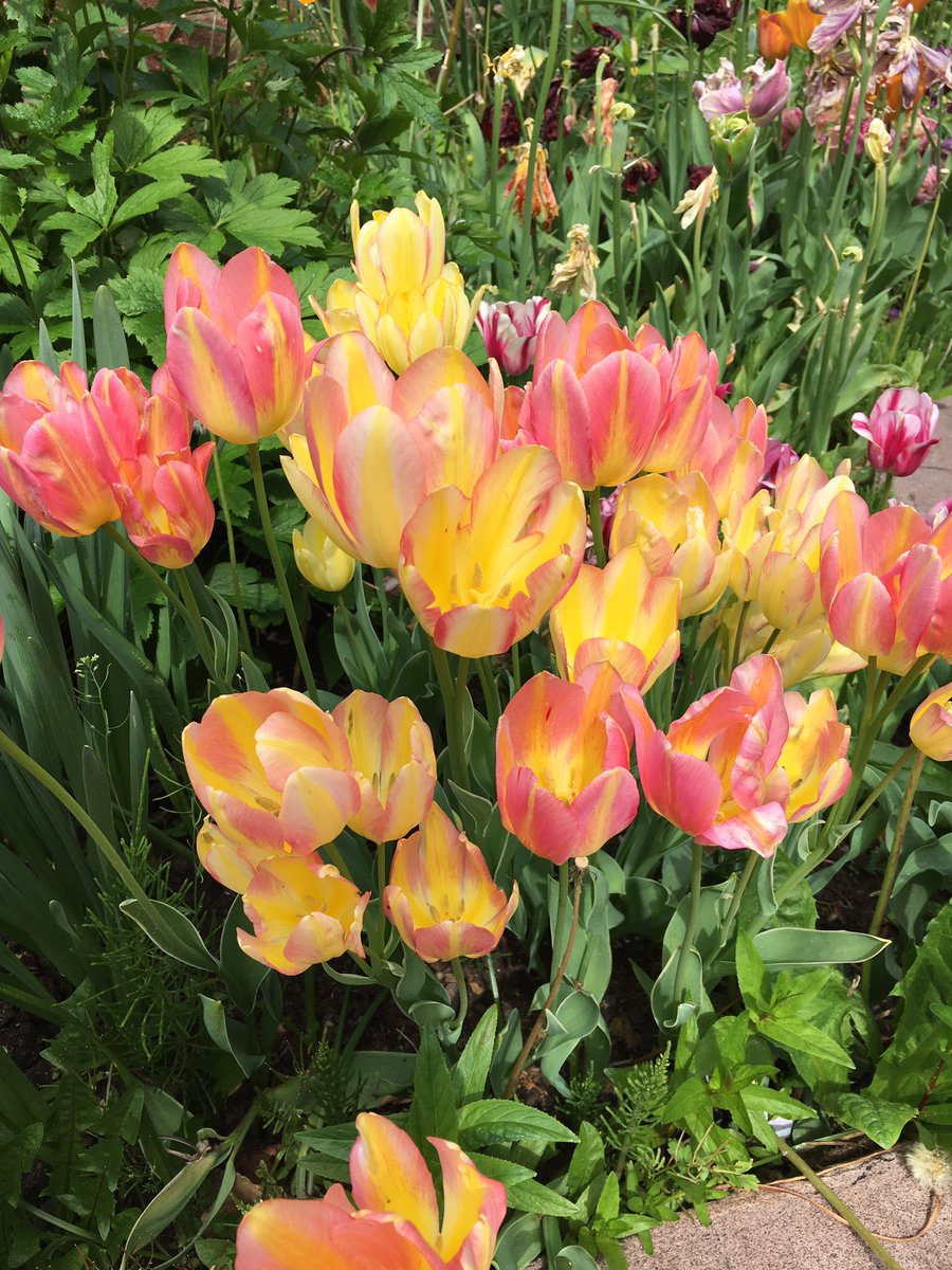 Antoinette from Yellow to Pink a colour changing beauty