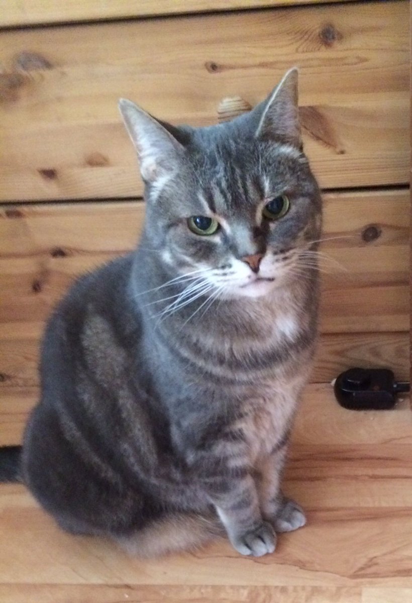 CuxlandInfo's tweet photo. @Fussel_the_Cat1 Mein Glückwunsch du junger Hüpfer 
Von Elena 😺 15 Jahre https://t.co/V2tXLJ12MR