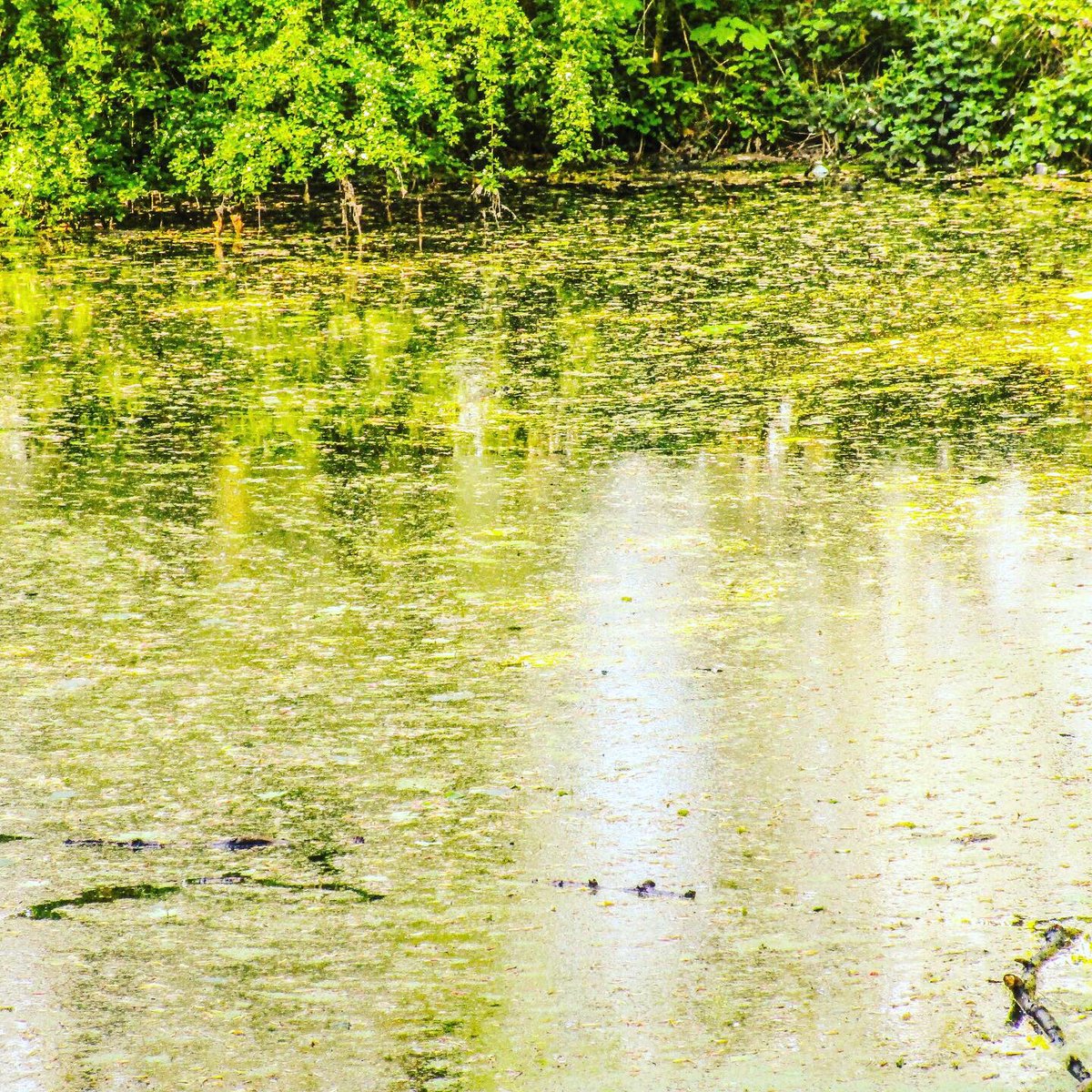 Stevo121979's tweet photo. Spring Day by the Pond #spring #sunlight #reflection #water #waterphotography #nature #naturephotography #naturephotographer #trees #algae #canon #canonphotography #hdr #hdrfilter #hdrphotography #photosoftheday #photographer #preston #Lancashire https://t.co/bkhyNtVAaC