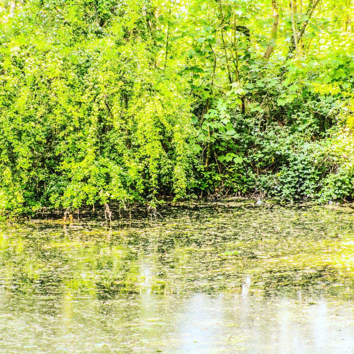 Stevo121979's tweet photo. Spring Day by the Pond #spring #sunlight #reflection #water #waterphotography #nature #naturephotography #naturephotographer #trees #algae #canon #canonphotography #hdr #hdrfilter #hdrphotography #photosoftheday #photographer #preston #Lancashire https://t.co/bkhyNtVAaC