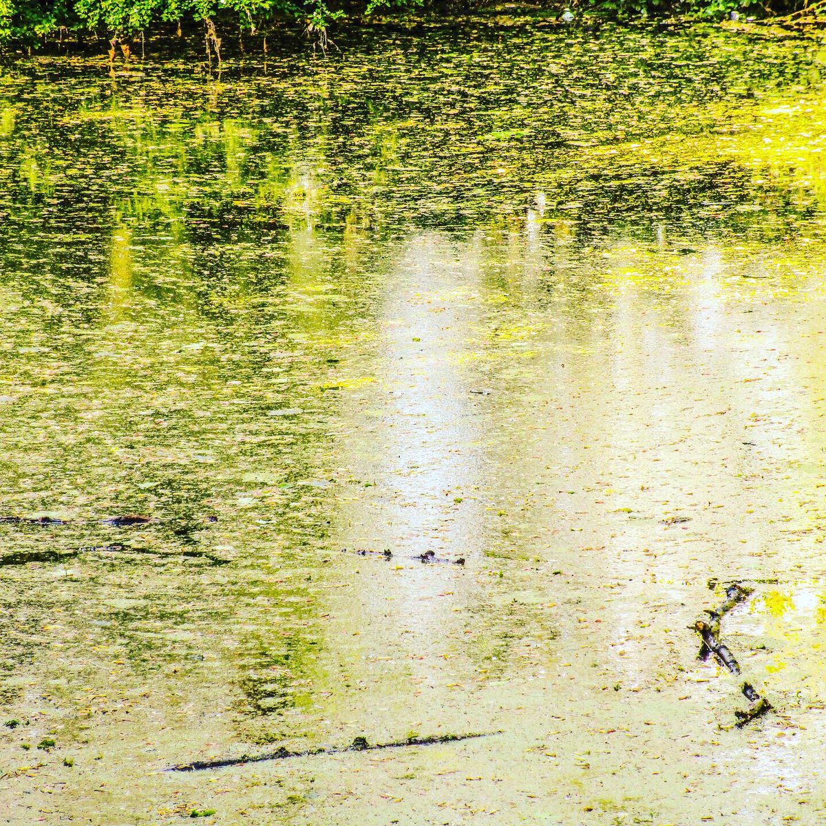 Stevo121979's tweet photo. Spring Day by the Pond #spring #sunlight #reflection #water #waterphotography #nature #naturephotography #naturephotographer #trees #algae #canon #canonphotography #hdr #hdrfilter #hdrphotography #photosoftheday #photographer #preston #Lancashire https://t.co/bkhyNtVAaC
