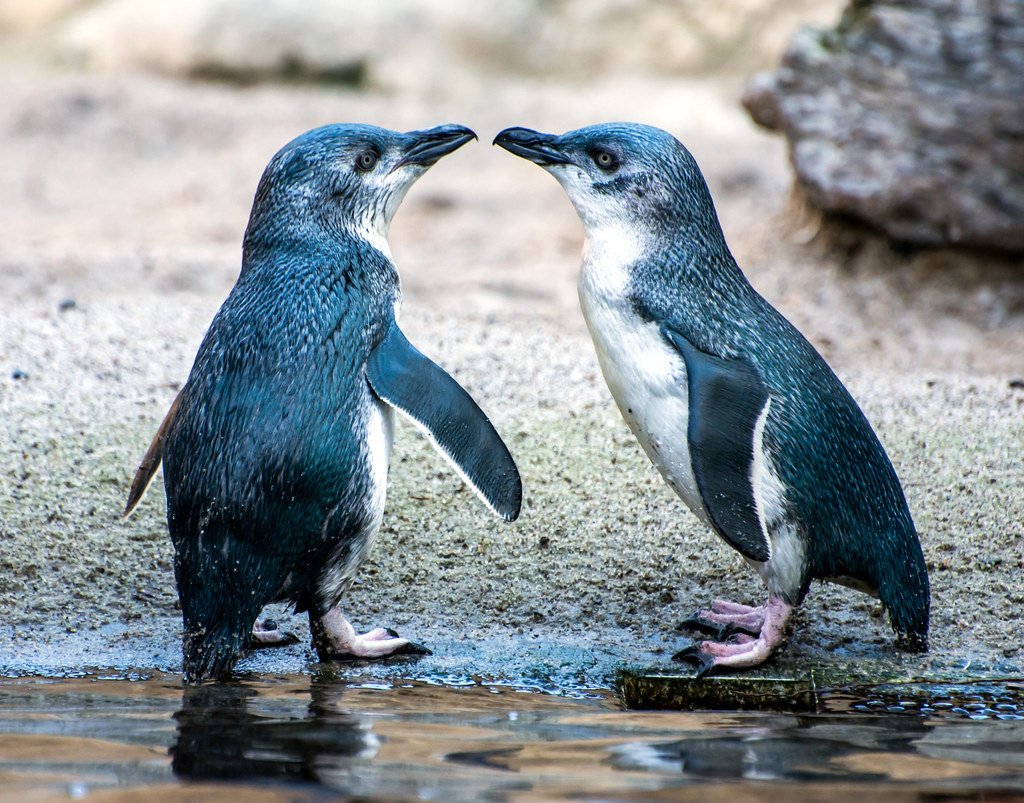 Hey did you know that blue penguins are real? (Follow me and check out my stuff if y'all want to )