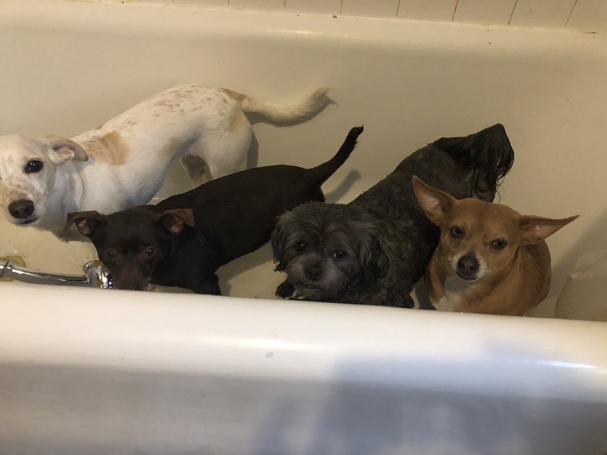 Atlas_Chiweenie's tweet image. Not so happy with these weekly baths. Ugh! #SaveMe