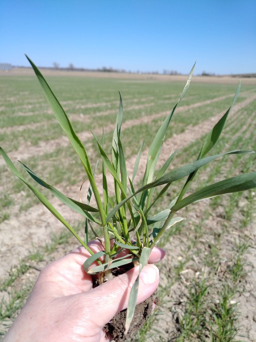 Ellen_Sparry's tweet photo. Finally a decent day to be outside to look at our October 9 planted wheat trials (near Palmerston) literally been sitting still for a couple of weeks, maybe gs30? #sendheatplease #happieroutside #CMSeedsResearch @thewheatteam https://t.co/ZPiQRZMqOf
