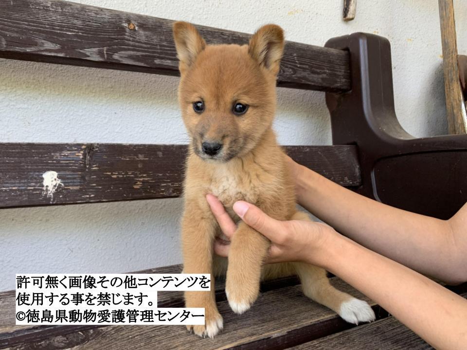 Japanesemichael Jackson على تويتر 徳島県保健所 命の期限 5月14日 可愛い子犬くんが助けを待っています ご自身の飼い犬だと申しあげれば引取可能 性別 男 月齡 約2ヶ月 犬種 雑種犬 体重 1 2 性格 触れる子なので直ぐに慣れてくれます 一時保護 Japanesemichael Jackson على تويتر 徳島県保健所 命の期限 5月14日 可愛い子犬くんが助けを待っています ご自身の飼い犬だと申しあげれば引取可能 性別 男 月齡 約2ヶ月 犬種 雑種犬 体重 1 2 性格 触れる子なので直ぐに慣れてくれます 一時保護