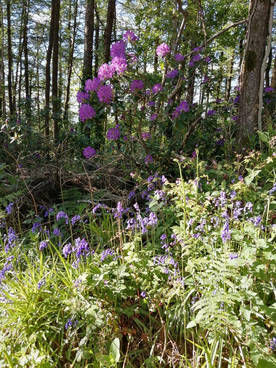 Rhododendrons in full bloom on a sunny evening  on 'Minaun' Hill Faithlegg #MyWaterford5Km #healthywaterford