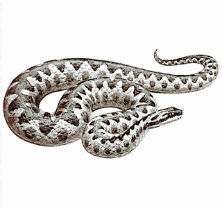 emcbot1's tweet photo. EMC_Phase1:clipart/iff-colour/reptiles/reptile01.iff  #Snake #Reptile #Serpent #Python #ScaledReptile #Viper #Rattlesnake #Colubridae #HognoseSnake #PythonFamily https://t.co/FV1aFyyQE1