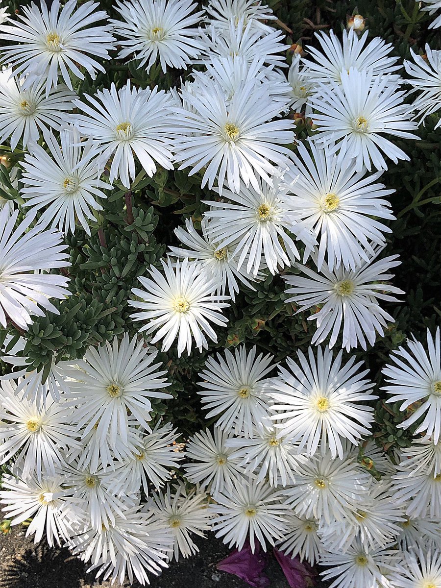 白花かすみ草