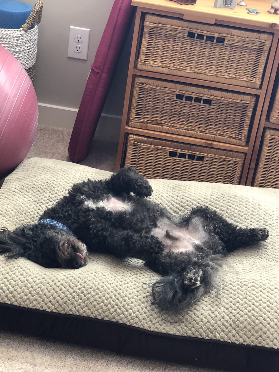 altangla's tweet photo. Here is my assistant, not much help from him today!🤣 #CCSathome https://t.co/jgpAEYMBkS
