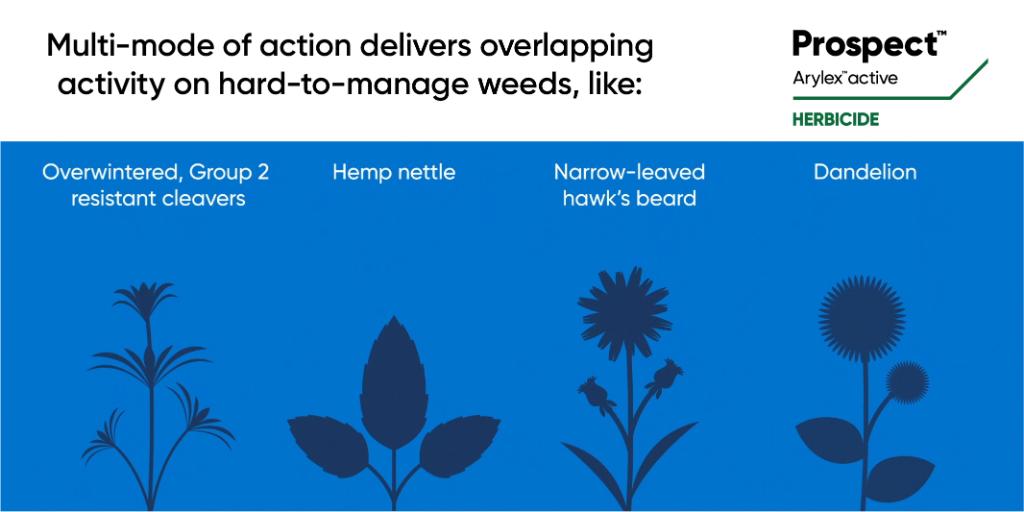 Our new Prospect herbicide comes in a convenient case that does 160 acres (80 acres/jug). It also gives you the flexibility to tank mix with any glyphosate formulation to get the job done right ahead of your canola this spring! #WestCdnAg