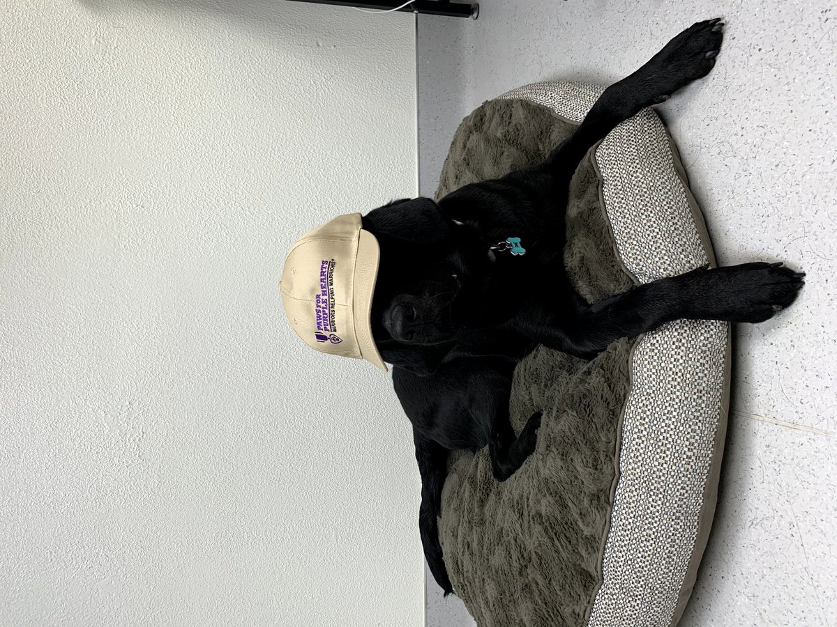 Paws4Sa's tweet photo. Riley and Noah are absolutely loving the Paws for Purple Hearts gear! Get yours here: https://t.co/UWJTESMYH1 

#pawsforpurplehearts #nonprofit #servicedogintraining #pphnoah #woofforwednesday https://t.co/OrtsDQ2FXF