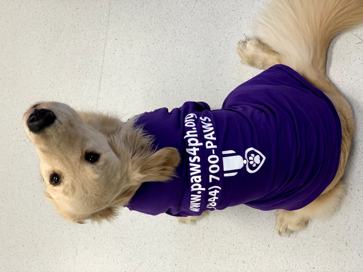 Paws4Sa's tweet photo. Riley and Noah are absolutely loving the Paws for Purple Hearts gear! Get yours here: https://t.co/UWJTESMYH1 

#pawsforpurplehearts #nonprofit #servicedogintraining #pphnoah #woofforwednesday https://t.co/OrtsDQ2FXF