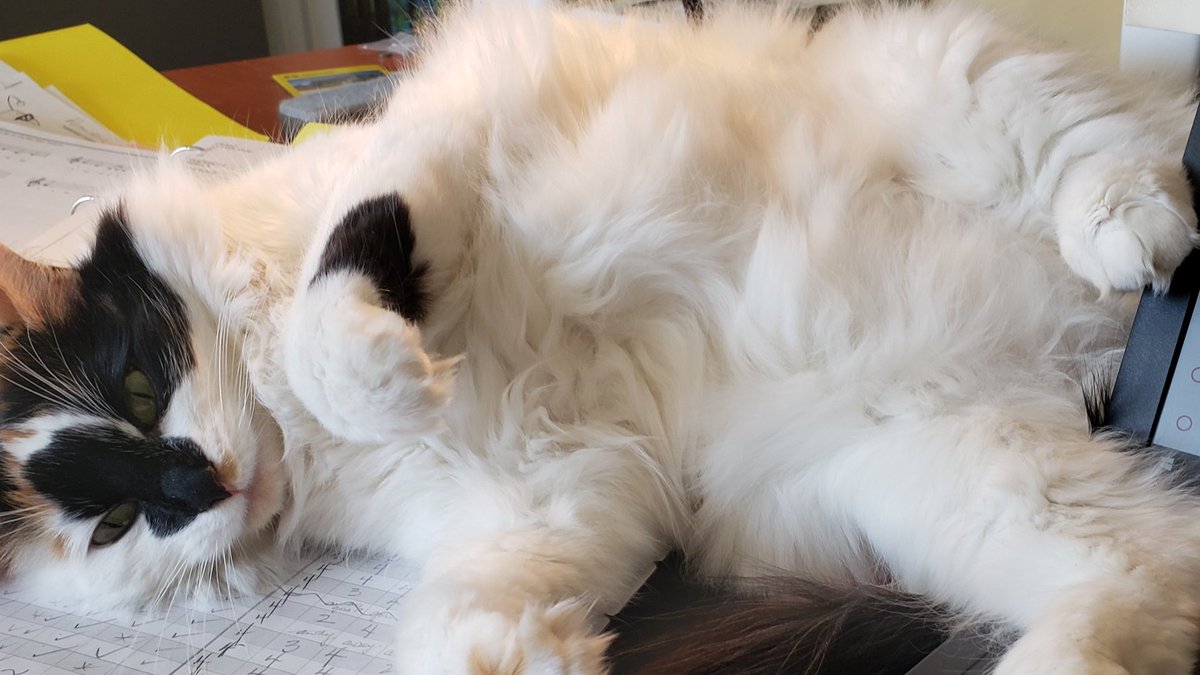 GlennisHouston's tweet photo. @paul_dunphy Ladybug helping with my work. One of my Foster fails from a few years ago from @AARCS_Canada  #furbabies #petsarebest https://t.co/dL7OaPxEt9