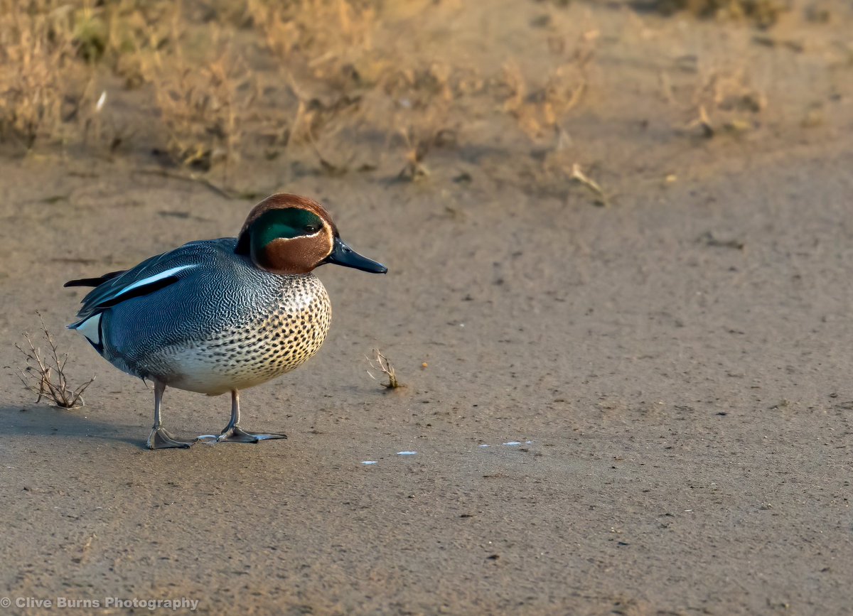 CliveBurns5's tweet photo. Northern Teal at low tide in #NorthNorfolk #BBCCountryfile #bbccountryfilePOTD #BBCSpringwatch #WildlifeMag #BBCWildlifePOTD #natures_view #rspb_loves_nature #birds #RSPB #_BTO https://t.co/1LFPwKpi4g