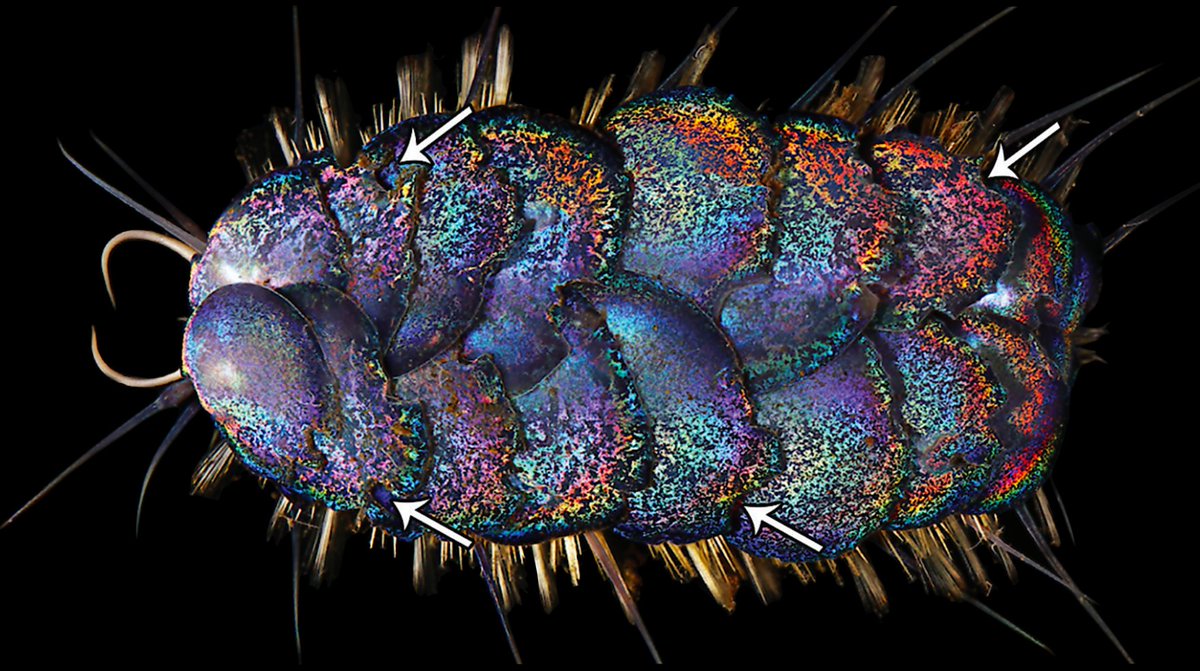 There's still so much we don't know about these creatures. But if glitter worms teach us anything, it's that even in the harshest places there is still wonder and beauty. Times are tough, but never forget the awe and majesty of life on this strange blue planet.