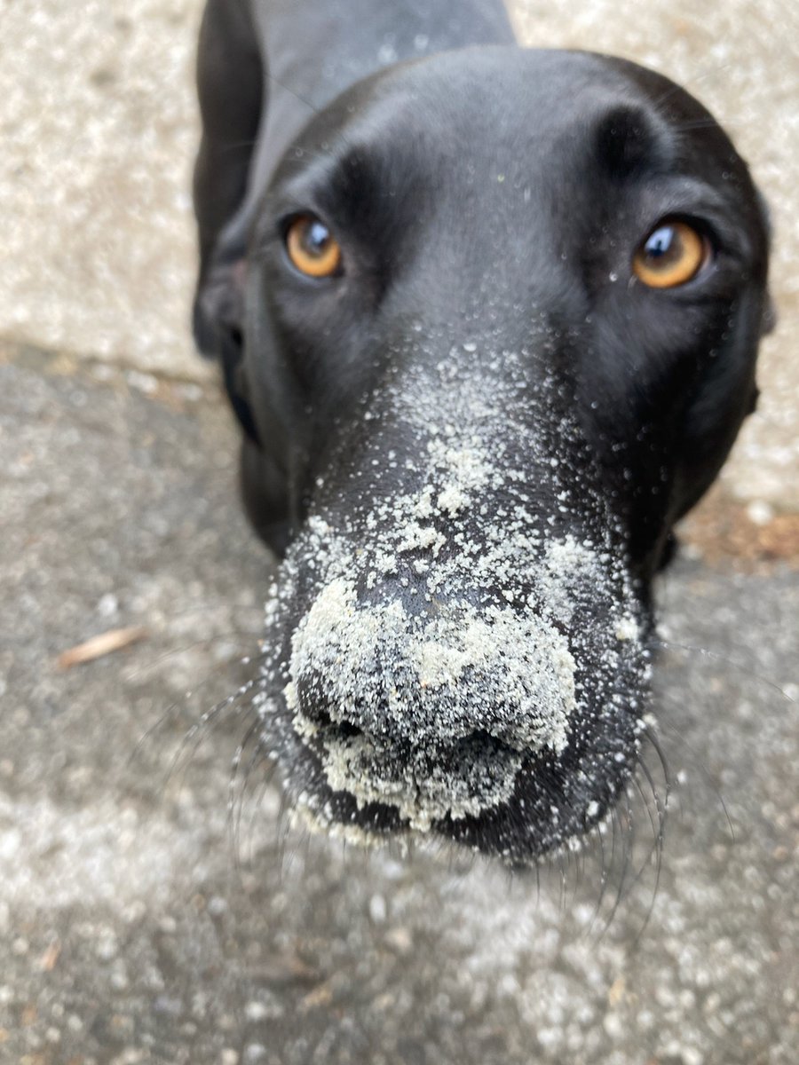 Goosethcc's tweet image. And then she put the sad eye trick on me. #myGinger  @DogsOfTurf