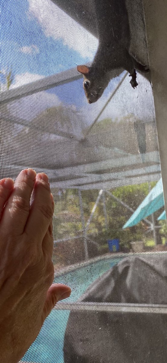 DianeEarnhardt's tweet image. #SafeDistancing ❤️., #Squirrels 🐿✋❤️🌽✋🐿🥜🤙🏼🌽🥜