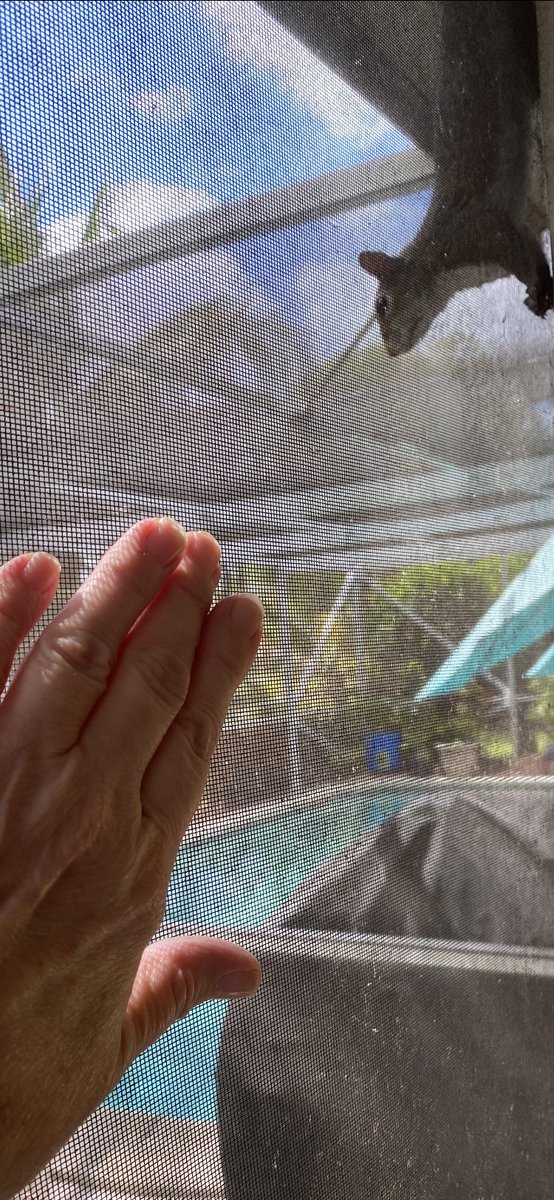 DianeEarnhardt's tweet image. #SafeDistancing ❤️., #Squirrels 🐿✋❤️🌽✋🐿🥜🤙🏼🌽🥜