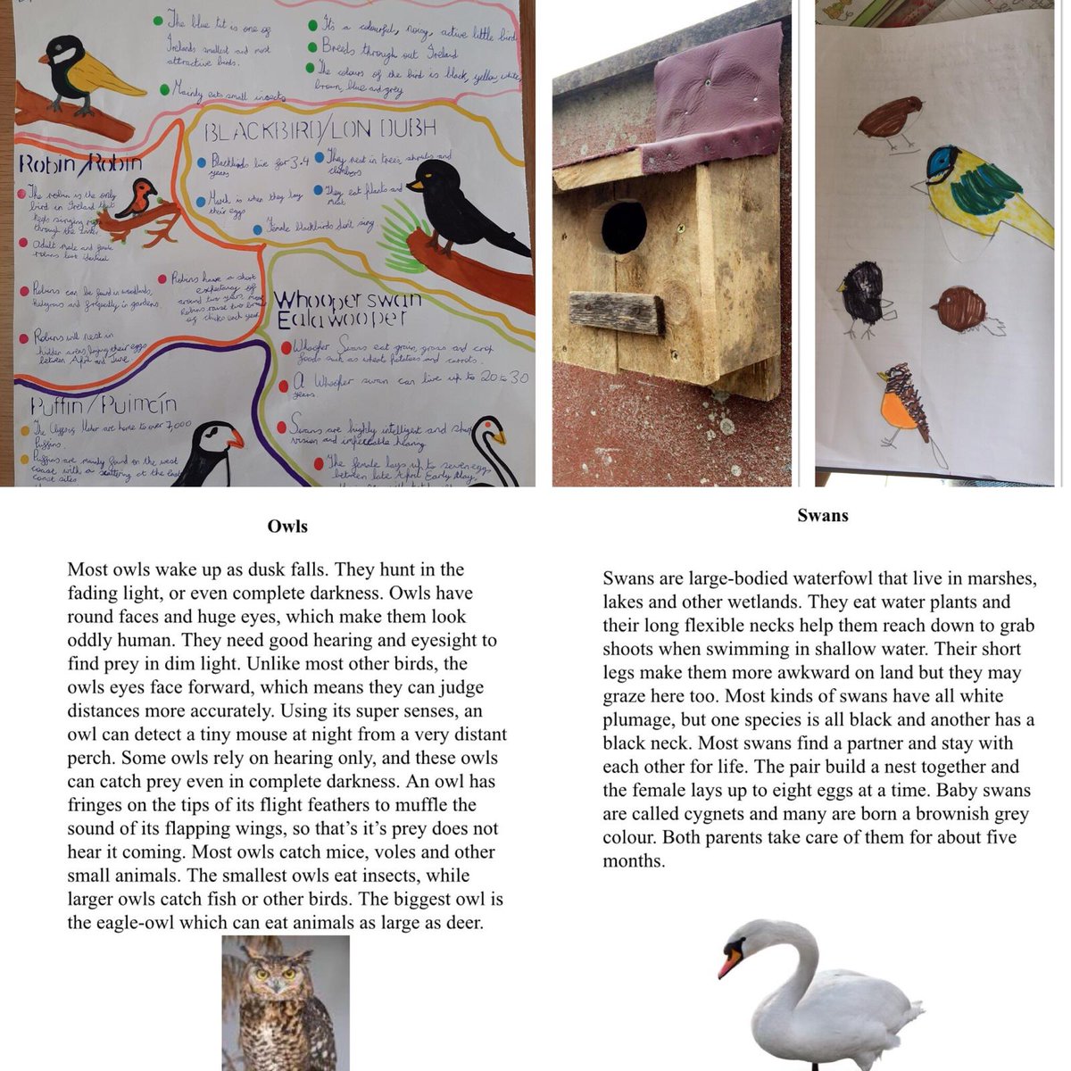 Ms Harte's class completed projects on Irish Birds. Super work guys. #remotelearning #projectwork @PDSTSciences @BirdWatchIE 🦉🐦🦢🦆