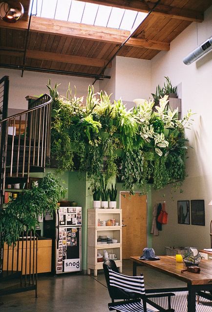 Choose one: hanging plants