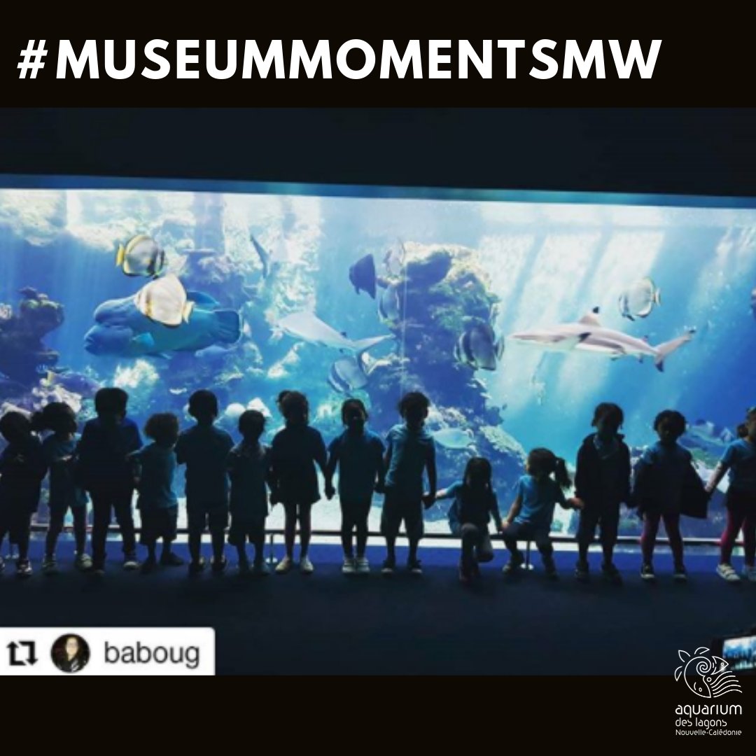 Chaque année, ce sont prêt de 9000 élèves, de la maternelle au lycée, qui découvrent l'aquarium et les merveilles du lagon Calédonien !
#MuseumMomentsMW #aquarium #MuseumWeek #teamnc #tbt