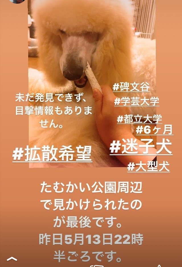 yurifamily_love's tweet photo. 2020年5月13日22時半頃行方不明になったLILIですが、5月14日6時29分、現在未だに目撃情報の一つもない状況です。
 #拡散希望 #拡散希望RTお願いします #RTお願いします #迷子犬と保護犬情報 #迷子犬　#碑文谷 #学芸大学 #都立大学 #自由が丘 #大岡山　 #スタンダードプードル  #大型犬 https://t.co/mlpUDW19BD