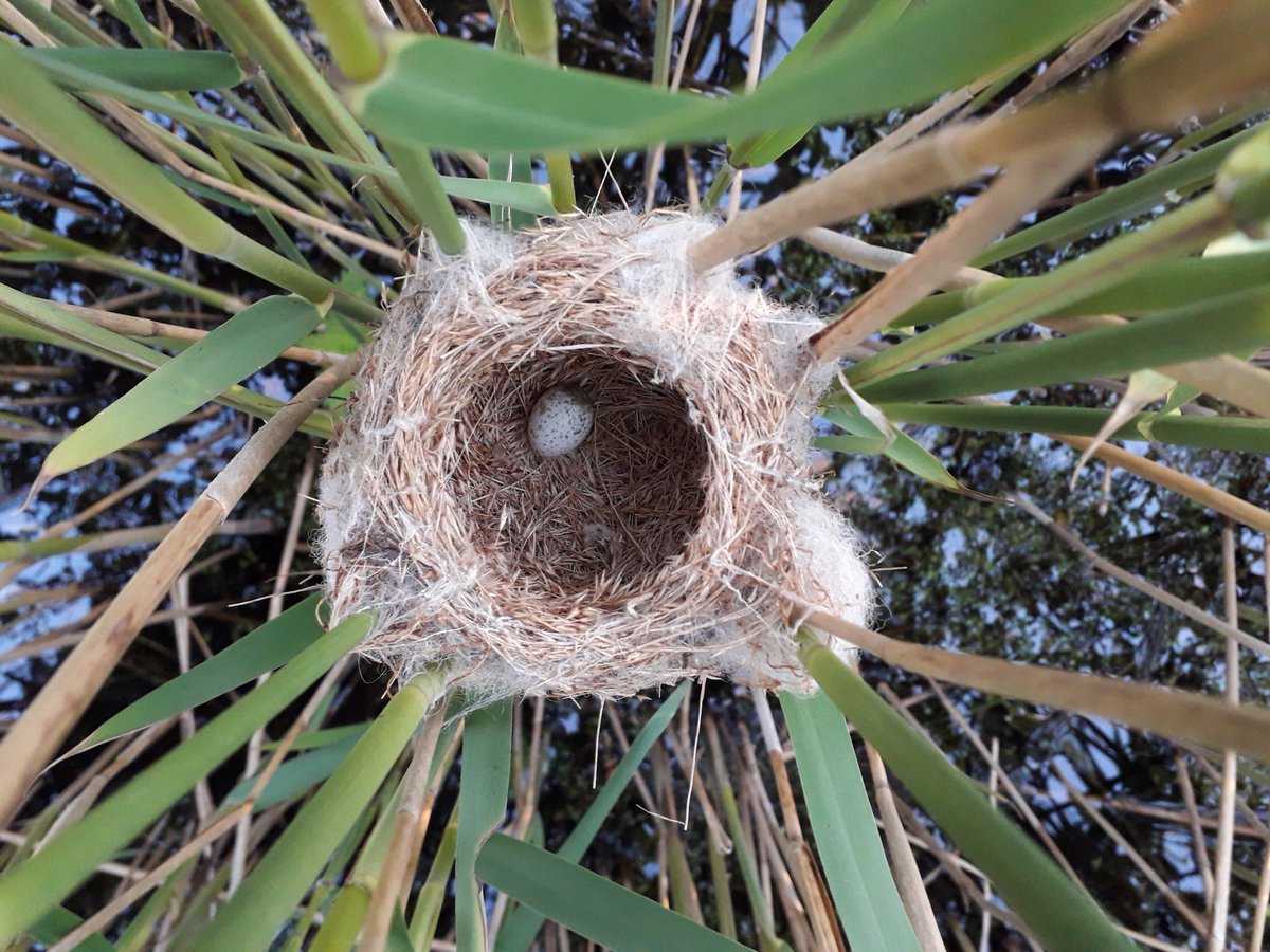 chrisbatey's tweet photo. Pleased to find this reed warbler nest which has just started laying today. https://t.co/H8ALJQosPr
