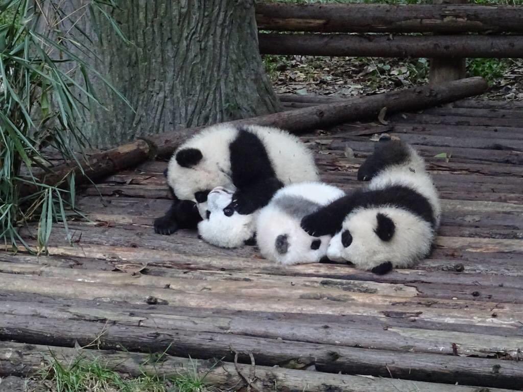 KirstenW1234's tweet photo. #pandadaily A super cute panda snuggle session😍🐼 (Nov.2016) #giantpanda #china #chengdu https://t.co/3Nq9pY96lQ