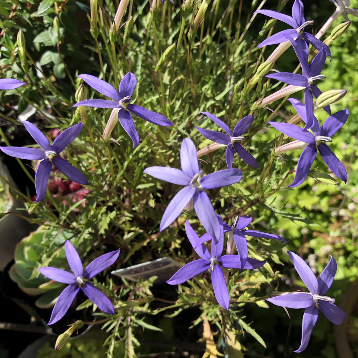 うさこ على تويتر イソトマ 夏の花だよね ちゃんと植えなきゃ 涼しげで好きな花