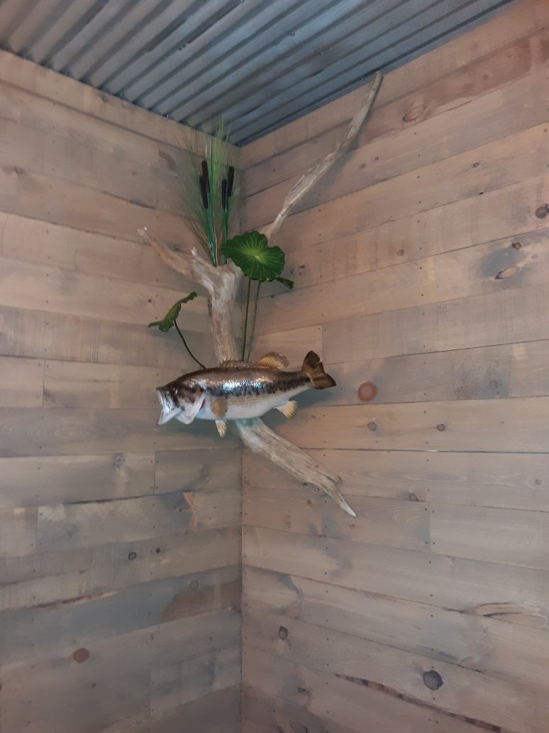 t_autenfishing's tweet photo. Weighing in at 10-11, caught on Lake Wylie back in 1999 on a homemade spinner bait my best largemouth is now mounted in the tackle room with some greenery anda little bling. #MayBASSMemories #largemouth #bass #bassfishing #fish #tackleroom 

@bassmaster https://t.co/7R9XMIdtS2