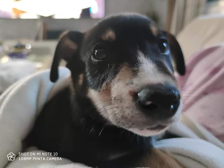 🐾📢Pobre Golfo. Esto es  discriminación. Todas las hermanas han salido adoptadas! Todos querían niñas así que el pequeño Golfo de momento no tiene familia porque es niñooo. Golfo se encuentra en Valencia. 
Protectora Donam la Pateta 616196772-607753090