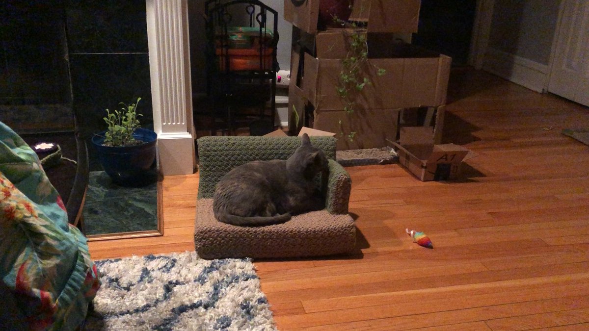 MeowMoeDotCom's tweet photo. I have all the #Pieces I need to #Finish my #Tiny #Cat #Couch, but my #Cat #likes the ...
#Cats #Cat #Kittens #Kitten #Kitty #Pets #Pet #Meow #Moe #CuteCats #CuteCat #CuteKittens #CuteKitten #MeowMoe
#Dont #Halffinished
https://t.co/tMMgZi0ZgE
. https://t.co/aMFZl0zHZf