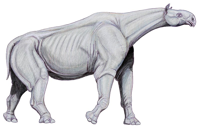 Paraceratherium illustration