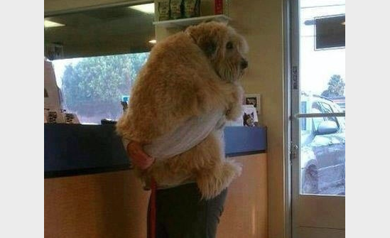 Visiting the Veterinarian