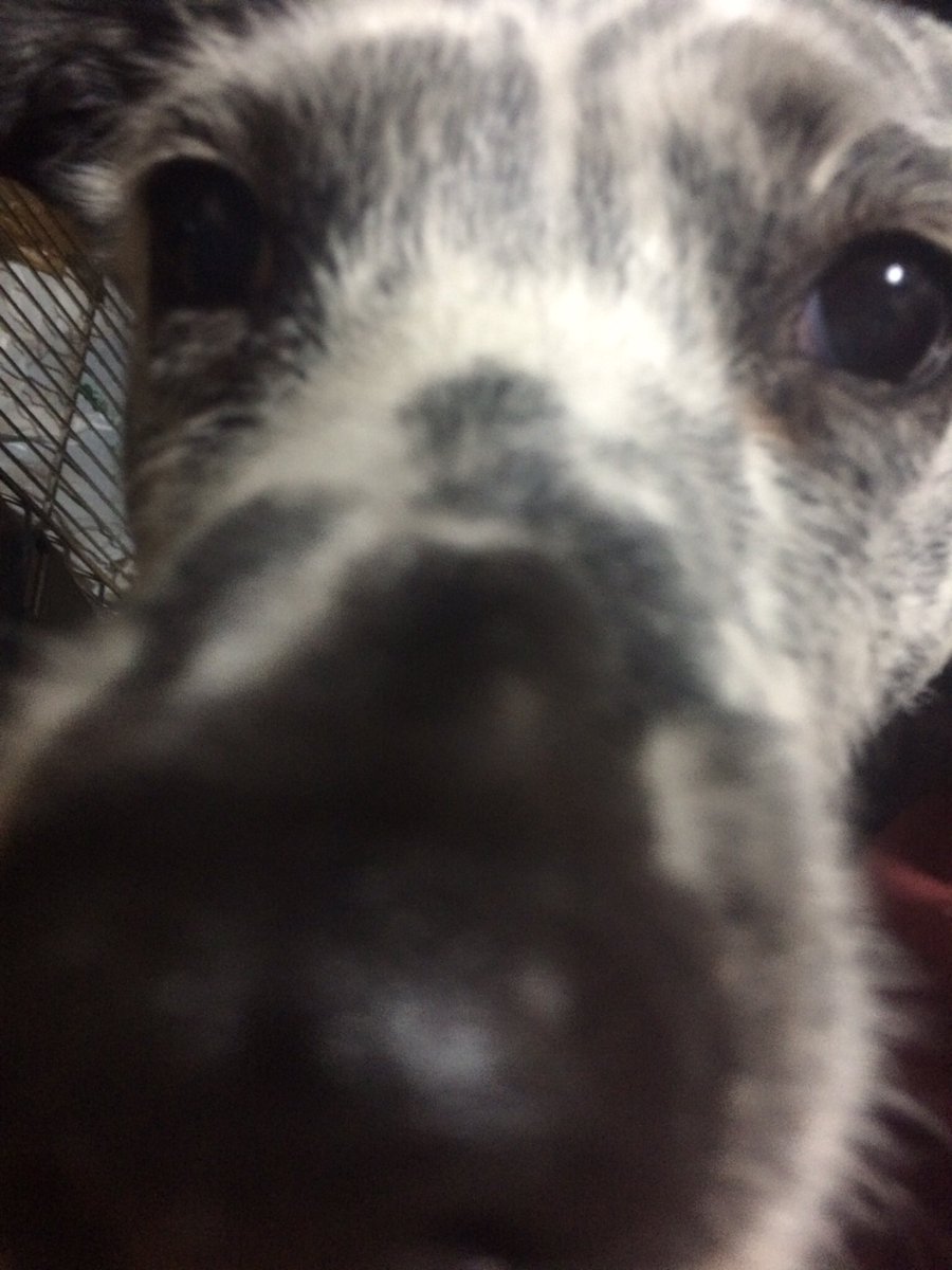 magurogu_fun's tweet image. #snootaboop