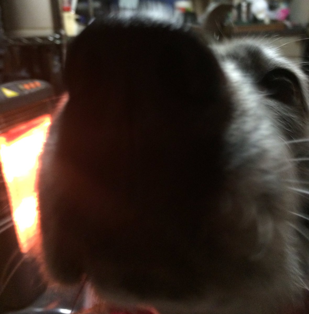 magurogu_fun's tweet image. #snootaboop