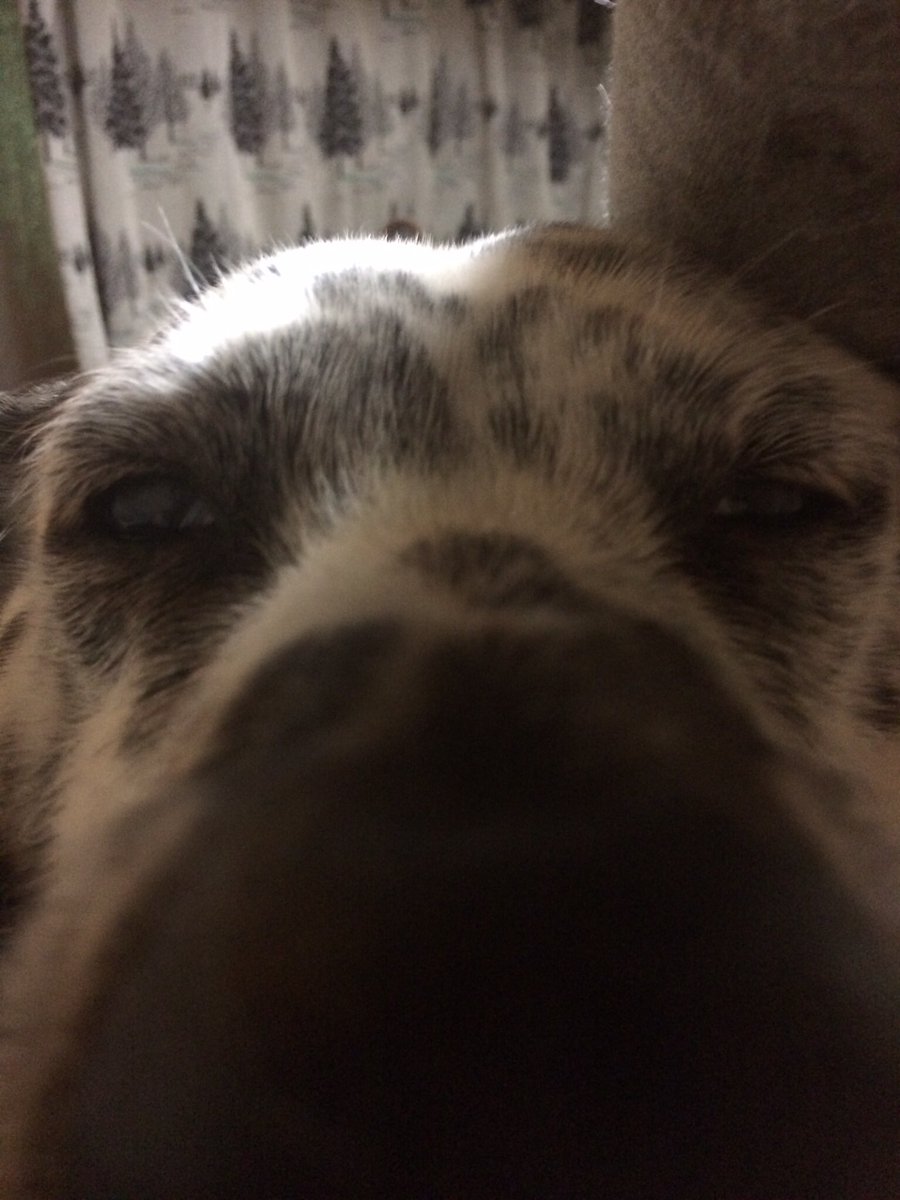 magurogu_fun's tweet image. #snootaboop