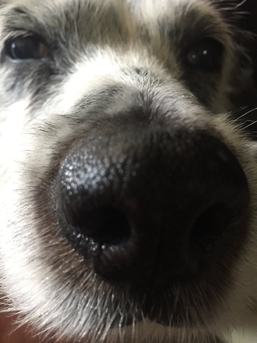 magurogu_fun's tweet image. #snootaboop